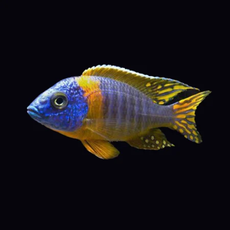 African Cichlid
