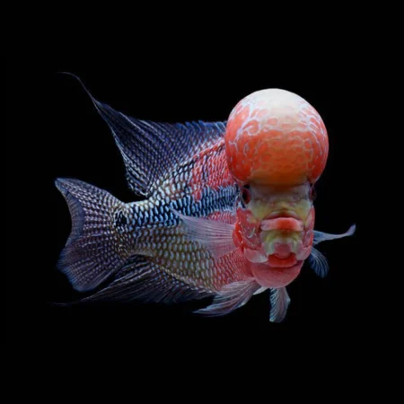 Flowerhorn2