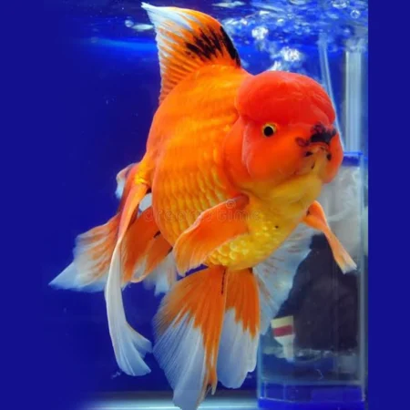 Oranda-GoldFish