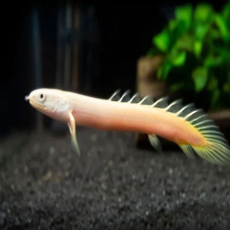 Senegal Bichir